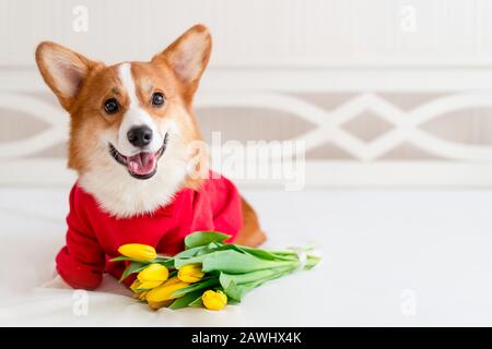 Cute Corgi Hund in stilvollen roten Bomberjacke sitzen in der Nähe Tulpen Blumen. Konzept Haustiermode Stockfoto