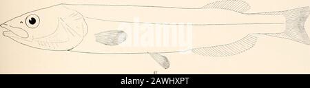 Ozeanische Ichthyologie, eine Abhandlung über die Tiefsee- und Pelagischen Fische der Welt, die hauptsächlich auf den Sammlungen der Dampfer Blake, Albatross und Fish Hawk im Nordwesten des Atlantiks basiert, mit einem Atlas, der 417 Figuren enthält. Stockfoto