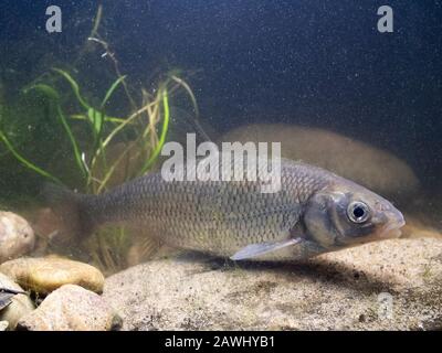 Dace, Leuciscus leuciscus, adulter weiblicher Gravid mit Eiern, Nottinghamshire, Januar Stockfoto