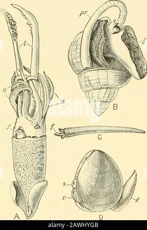 Die Cambridge Naturgeschichte . On,-The Molluska sind geteilt intofom- Great Orders-Cephalopoda, Gasteropoda, Scaphopoda und Pelecypoda.^ Jeder Name, der bemerkt wird, trägt referenceto auf den Fuß, d. H. Auf das Bewegungsorgan, das der Unfunktion des Fußes in den Vertebrata entspricht. Bei den Cephalopoda sind die Füße, oder, da sie häufiger frequentiert werden, die Arme symmetrisch um den Kopfmaul angeordnet. Die verbreiteten Formen der Tintenfische {Octopus, Loligo)sind bekannte Beispiele für Kopffüßer. Die Gasteropoda krabbeln auf der flachen Unteroberfläche oder Sohle ^ KecpaXrj, Kopf; Yacrry^p, Magen; (XKairr Stockfoto