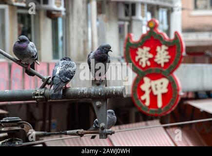 Hongkong, China: 29. Januar 2020. Urbane Tauben siedeln auf Gebieten rund um den Lebensmittelmarkt North Point.Pfandleihzeichen sitzt im Hintergrund. Jayne Russell/ Stockfoto