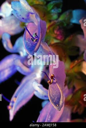 Bugle (Ajuga Reptans) Nahaufnahme Stockfoto