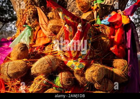 Indien, Rajasthan, Shekhawati, Udaipurwati, Adaval Valley, Lohargal, Makleth Baba Vishnu Sun Temple, Kokos- und Stoffangebote an Baum gebunden Stockfoto