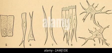 Anatomie, Physiologie und Hygiene. 1. Sphäroidal. 2. Polyeder.8. Blutzellen Abb. 2.Verschiedene Formen Von Zellen. 4. Schuppig. 5. Kolumnar. (•. Vorsicht. 7. Fusiform (Fasern). S. Kiliiert.9. Erstellen. Aus dem Lateinischen, was Wimpern bedeutet.1 4 DER MENSCHLICHE KÖRPER. ALLGEMEINE FAKTEN. Zellen sind Massen von Protoplasma1, die einen Zellkern enthalten, 2und dieser enthält manchmal einen Nukleolus.3 Protoplasma wird allgemein als viskose, durchscheinende, körnige Substanz betrachtet, die oft eine netzartige oder schwammartige Struktur bildet, die sich durch die Zelle bod erstreckt}, Die Zelle enthält in der Regel auch andere Substanzen, wie beispielsweise Granulate, Pigmente Stockfoto