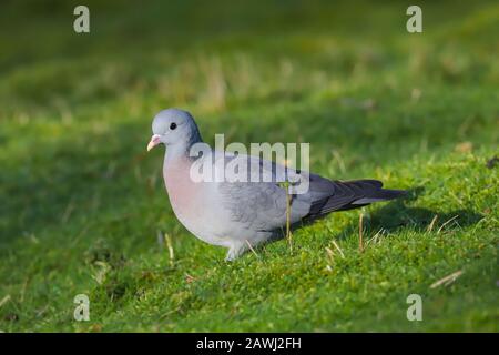 Nahaufnahme einer Stock Dove (Columba-Oenas). Stockfoto