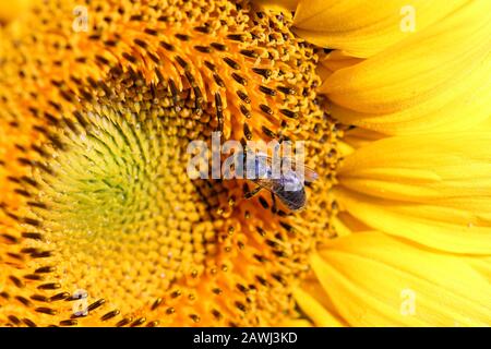 Biene auf Sonnenblume in der Sommersaison Stockfoto