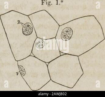 Ein System der menschlichen Anatomie, allgemein und speziell . Zweifel an der Gemüsestruktur, ist selbst bei Re-gard an den komplexen Teilen eines Tierkörpers kaum kavilliert. Die Studie über dieses Thema ist jedoch noch in Arbeit, und es erfordert mehr Recherchen, um uns Meister davon zu machen. In der Zwischenzeit werden wir versuchen, die Art der Gewebebildung soweit bekannt zu erklären, und dafür muss mit der Geschichte des Gemüses begonnen werden, als Einführung in das kompliziertere, aber ähnlich formedtierische. Alle Gemüsestrukturen haben ihren Ursprung aus einem minuziösen Vesikel oder einer Zelle:einem Organ Stockfoto