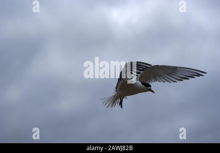 Ein Greater Crested tern (Thalasseus bergii) wird auch als "Crested" oder "SWIFT tern in Flight" über die Küste Westaustraliens bezeichnet. Stockfoto