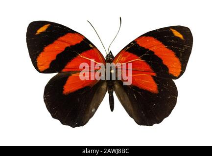 Farbe schöner Schmetterling fliegen, auf weissem isoliert Stockfoto
