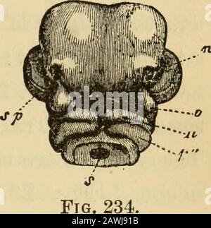 Die Evolution des Menschen: Eine beliebte Exposition der Hauptpunkte der menschlichen Ontogenie und Phylogenie. Abb. 232. Abb. 233. M Stockfoto