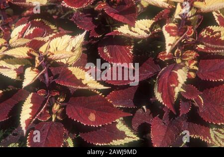 SOLENOSTEMON 'ANANAS BEAUTY' (Solenostemon, im allgemeinen bekannt als Coleus ist eine Pflanzenfamilie der Blumenartigen in der Familie Lamiaceae. ) Stockfoto