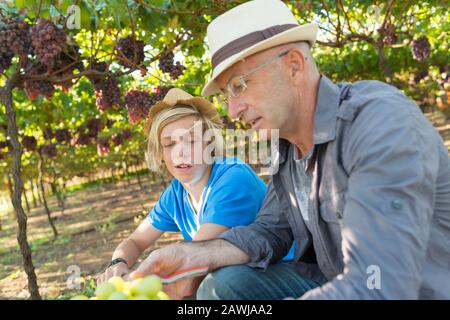 Winzer Vater teilen sie ihre Erfahrung mit Sohn Stockfoto