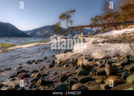 Schöne Winterlandschaft mit einsamem Kiefernbaum, der am Ufer des Sees im Wasser liegt, Wellen und Eis am Ufer im Hintergrund des Mountai Stockfoto