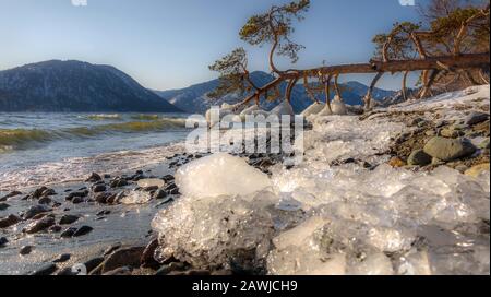 Schöne Winterlandschaft mit einsamem Kiefernbaum, der am Ufer des Sees im Wasser liegt, Wellen und Eis am Ufer im Hintergrund des Mountai Stockfoto