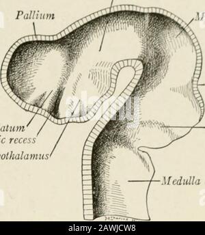 Die Anatomie des Nervensystems, vom Standpunkt der Entwicklung und Funktion. Pallium OpticccupPontine Flexure Liyelencephalon-J.:fg Meten-i ephalonCorpus striatumOptic Recess Hypothalamus. Mesencephalon Isthmus Cerebellum Medulla obi Fig. 15.-Rekonstruktionen des Gehirns eines 7-mm-Embryo: A, laterale Ansicht; B, im mittleren sagittalen Abschnitt. (KIS, Prentiss-Arey.) entsingt in gewissem Sinne das rostrale Ende des Gehirns. Unmittelbar]}- hinter Thislamina befindet sich ein Teil der Telenzephalikhöhle, die den vorderen Teil des Zerebralen AquäduktCerebralen Pedonkels bildet,  .. ? ., Mesence Bhalon Hypothal Stockfoto