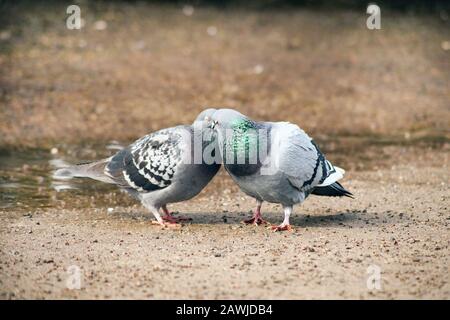 Küssende Tauben. columba-livia domestica am Steet. Frühlings-Zeit-Eindulung: Zwei weiße Tauben in Liebeskuss Stockfoto
