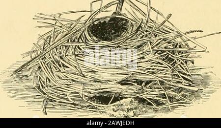 "Amerikanische Spinnen und ihre Spinningwork. Eine Naturgeschichte der Orbweben der Vereinigten Staaten unter besonderer Berücksichtigung ihrer Industrie und Gewohnheiten" (1889) Stockfoto