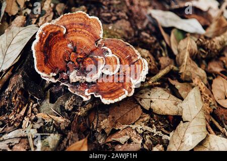 Ganoderma Iucidum- oder Lingzhi-Pilze im natürlichen Wald auf dem Boden mit getrockneten Blättern Nahaufnahme Stockfoto