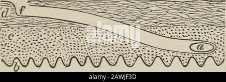 Tierische und pflanzliche Parasiten der menschlichen Haut und Haare . Abb. 6.. Abb. 7. Erschöpft, stirbt. Diese Eier werden in einer aregulären Reihe hinter dem Weibchen, in der Grate, unter dem Mikroskop mit einer himdred multiplizierenden Kraft gesehen. Es ist nicht geklärt, wie lange es dauert, die Eier zu schlüpfen - von siebzig Stunden bis sechs oder 46 TIERPARASITEN sieben Tage. Wahrscheinlich wird jeden Tag ein Ei gelegt. INOW, es muss daran erinnert werden, dass die Haut ständig abgenutzt ist, und ebenso ständig neues Wachstum von unten, so wie diese Abbildungen zeigen, dass die in der Furche brüchenden Eier zur Surfa kommen Stockfoto