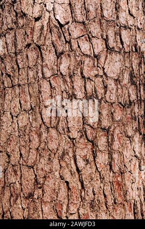 Nahaufnahme der rauen Textur von Merkus Pine oder Sumatran (Pinus merkusii Jungh. & de Vriese). Holzrinde mit vielen Rissen Hintergrund Stockfoto