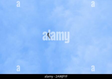 Ein einziger Egret-Vogel, der gegen den wunderschönen blauen Morgenhimmel mit Wolken fliegt - Naturfreiheitskonzept Stockfoto