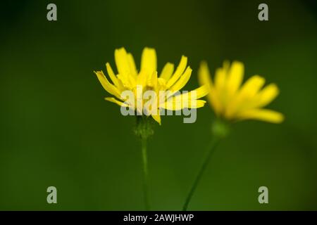 Herbst-Hawkbit (Scorzoneroides autumnalis) blüht im Spätsommer. Stockfoto