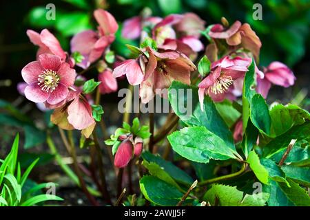 Helleborus niger, im Allgemeinen Weihnachtsrose oder schwarze Hellebore genannt Stockfoto