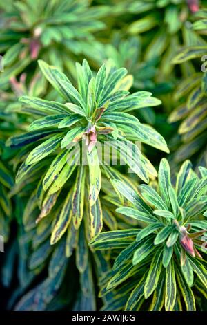 Euphorbia x Martini' Ascot Rainbow' Stockfoto