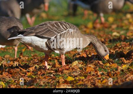 GRAYLAG GANS, SCHOTTLAND, GROSSBRITANNIEN. Stockfoto