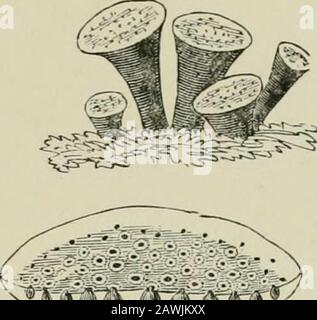 Einführung in die Untersuchung von Pilzen: Ihre Organographie, Klassifizierung und Verteilung für die Verwendung von Sammlern. CA PS ULA R FUNGI-P YRENOM YCE TES 207. /// Stockfoto