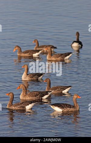 GRAYLAG GANS, SCHOTTLAND, GROSSBRITANNIEN. Stockfoto