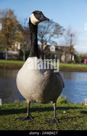 CANADA GANS, GROSSBRITANNIEN. Stockfoto