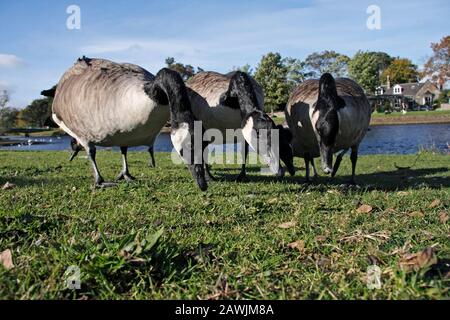 CANADA GANS, GROSSBRITANNIEN. Stockfoto