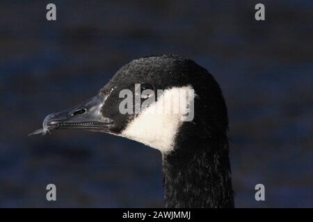 Canada GANS (Branta canadensis) Kopf der Gans stand an einem städtischen Flussufer, Großbritannien. Stockfoto