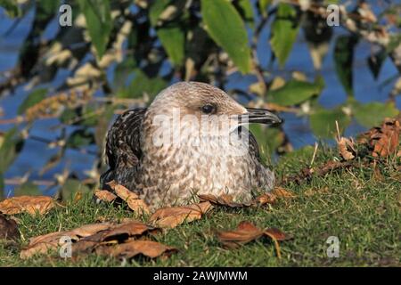 Weniger SCHWARZE MÖWE (Larus fuscus) Jungvogel ruht, Schottland, Großbritannien. Stockfoto