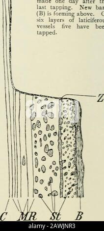 Das Buch der Gummibäume . Diagramm des Radialen (Longi-tudinal) Abschnitts durch den unteren Teil eines Gewindebohrbereichs. (7mal vergrößert.) Die Sektion wurde einen Tag nach dem Gewindebohren hergestellt. Oben bildet sich neue Rinde(B). OfsLx Schichten von Laticiferousgefäßen fünf haben sich verenscht. Diagramm der Parallelität des Längsschnitts zur Außenfläche über eine Ebene der Laugengefäße. FMagnified 27-mal.) Dieses Diagramm zeigt die longi-tudinalen Gänge der Gefäße, zeigt aber nicht ihre zahlreichen Kreuzungen. B. Bark richtig. ST, Gruppen von Hardenedzellen im Cortex MR, Schichten oflatizifere Gefäße im Cortex Stockfoto