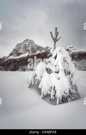 Winterlandschaft, die am Morgen durch Sonnenlicht geglüht wird. Dramatische winterliche Szene. Rhodopen-Berg, Bulgarien, Europa. Beauty-Welt. Stockfoto