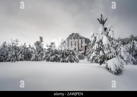 Winterlandschaft, die am Morgen durch Sonnenlicht geglüht wird. Dramatische winterliche Szene. Rhodopen-Berg, Bulgarien, Europa. Beauty-Welt. Stockfoto