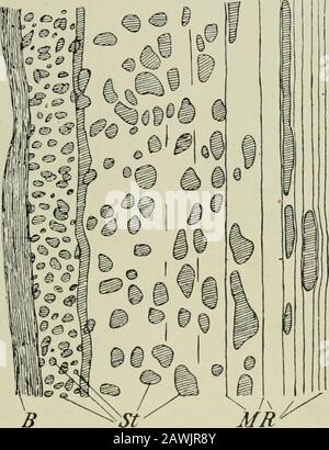 Das Buch der Gummibäume . Diagramm des Querschnitts durch Den Nicht Angezapften Stamm (Äußerer Teil)?eines Sechs Jahre alten Hevea. (12 Mal vergrößert) B, Barkproper. ST, Gruppen von gehärteten Zellen im Cortex. MR, Schichten von laugenartigen Gefäßen im Cortex. C, Kambium. G, Einige wasserführende Gefäße aus Holz. C Diagramm des Radialen (Longitudinalen) Stammabschnitts im SameTree. (12 Mal vergrößert.) B, Bark richtig. ST, Gruppen von gehärteten Zellen im Cortex. MR, Layersof lazifere Gefäße im Cortex. C, Kambium. M. n^B. Stockfoto