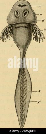 Die Evolution des Menschen: Eine beliebte Exposition der Hauptpunkte der menschlichen Ontogenie und Phylogenie. Abb. 193.-Larve of Spotted Land-Newt (Salamandra rnaculata), fromthe ventral side. In der Mitte ragt ein Yelksac noch aus dem Darm heraus.Die äußeren Kiemen sind hübsch verzweigt und baumartig. Die beiden Paar Haflimbs sind noch sehr klein. Abb. 194.-Larve des gemeinen Grass-Frosches (Rana temporaria), ein so genannter Tadpol: M, Mund; n, ein Paar Saugnäpfe, die zum Anklammen von Steinen verwendet werden;d, Hautfalte, die zum Kiemendach aufsteigen lassen; dahinter befinden sich die Kiemenöffnungen, aus denen die Kiemenzweige herausragen Stockfoto