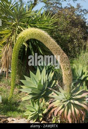 Agave attenuata, Löwenschwanz, Pflanze, Schwanenhals, Foxtail, mit blühendem Stamm, Spanien. Stockfoto