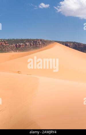 Sanddünen in einer Wüstenlandschaft, Coral Pink Sand Dunes, Utah Stockfoto