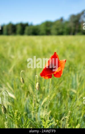 Feldmohnblume, Papaver Rhoeasin, auf einem Feld auf dem Land, Deutschland, Westeuropa Stockfoto