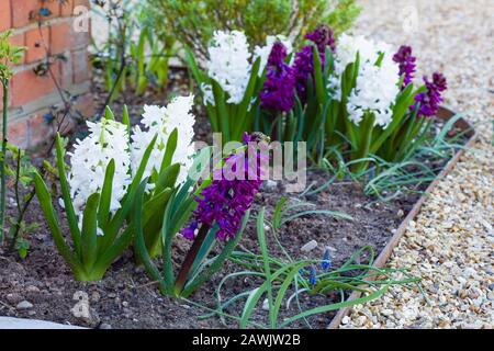 Hyazinths (Woodstock und Carnegie) in Blumen in einem Quellgarten, Großbritannien Stockfoto