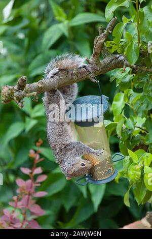 Graues Gleithörnchen, das von einem Vogelzubringer in einem englischen Garten, Großbritannien, isst Stockfoto