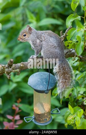 Graues Gleithörnchen, das auf einem Baumzweig in einem Garten in England, Großbritannien sitzt Stockfoto