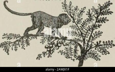 Das beliebte und kritische Bibellexikon und das Schriftwörterbuch, das alle religiösen Begriffe, einschließlich biographischer, geographischer, historischer, archäologischer und lehrerischer Themen, vollständig definiert und erklärt. Gute Mutprobe! Dann wurde der Begriff auf den Lötkolben angewendet! Arabisch tayyib! Das ist gut!-ist ein Aufruf, die weitere Erklärung der Hambing-Anda, dass die Arbeit zufriedenstellend ist, zu beenden. (G. M.Mackie, Hastings Bib. Ernährung.) APE (ap), (Hebr. -pp, kofih, whence der lateinisierte Name Cephus). In der hebräischen und semitischen Kognatenzunge und in den klassischen Sprachen sind diese Namen, die unvoreinliche Modifi Stockfoto