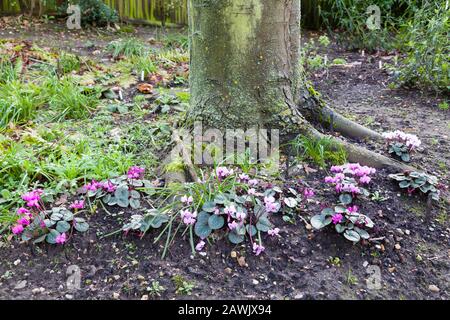 Cyclamen cumm blüht im Winter in einem Garten, Großbritannien Stockfoto