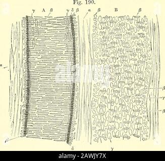 Quains Elemente der Anatomie .. Venen.-In Gefäßen ein Littlelarger als die Kapillaren, wird die Epithelschicht ontside hinzugefügt(Abb. 189, A, A), eine Schicht aus einfachem Muskelgewebe, in Form der usuallong kontraktilen Faserzellen, die über die Länge des Thevessels geleitet werden (Abb. 189, m, m). Die länglichen Zellkerne dieser Zellen können durch Essigsäure oder durch Färben von Flüssigkeiten in Sicht gebracht werden. Thislayer entspricht dem Mittelmantel der größeren Gefäße. In den kleinsten Gefäßen, in denen es scheint, sind die Muskelzellen nur wenige voneinander entfernt, und eine einzelne lange Zelle kann sich spiralförmig drehen Stockfoto