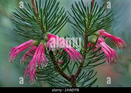 Calothamnus quadrifidus, im Allgemeinen als einseitige Abfüllbürste bekannt, endemisch im Südwesten Westaustraliens Stockfoto